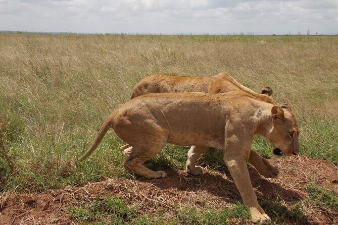 Half day Nairobi National Park Tour & Sheldrick Elephant Nursery - Game drive strategy: dawn timing, walking trails, and the hippo pool
