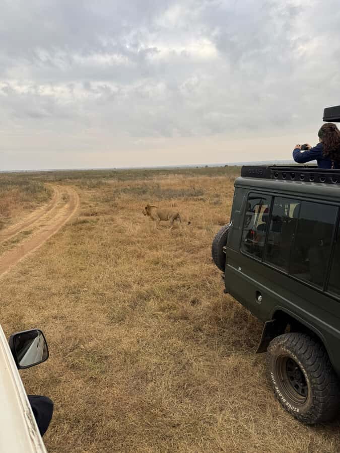 Half day Nairobi National Park with free pick up - Key points to know before you go