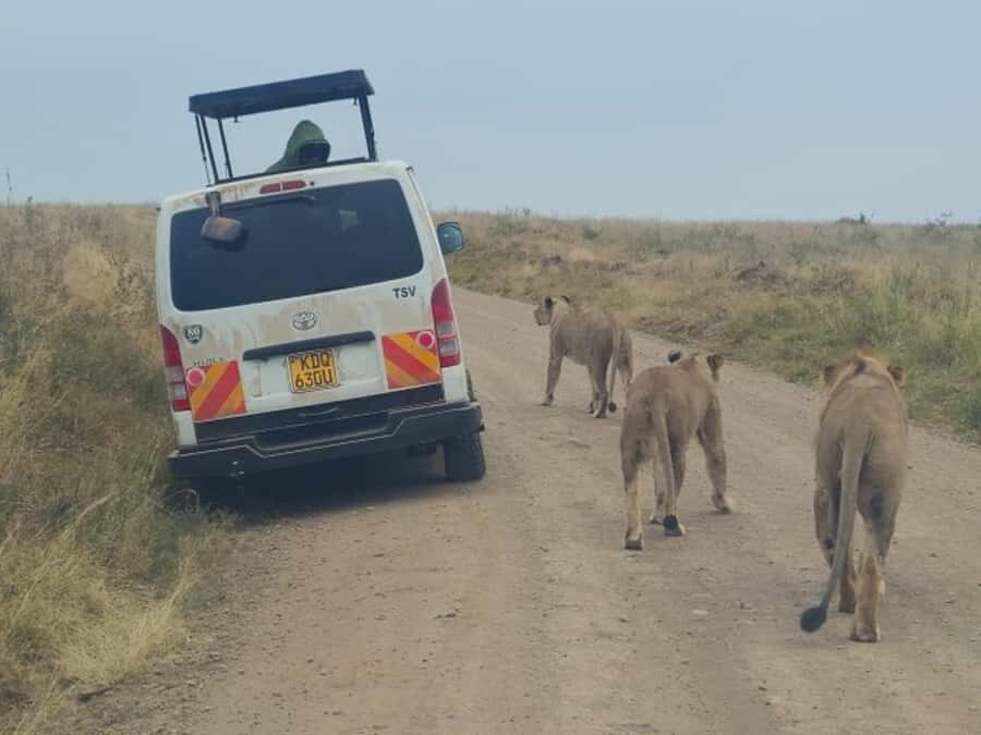 Half day Nairobi National Park with free pick up - Nairobi National Park: Why this half-day feels different