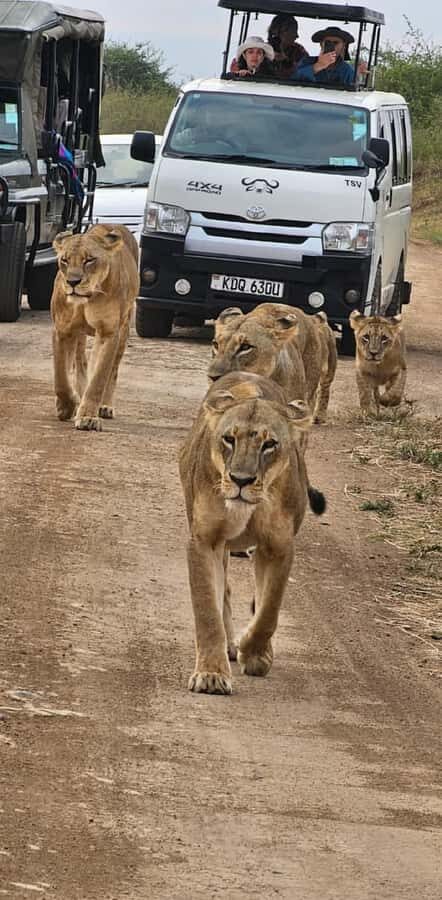 Half day Nairobi National Park with free pick up - The game drive in Nairobi National Park: what you’re really chasing