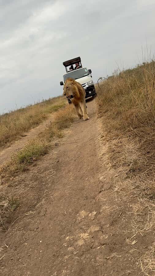 Half day Nairobi National Park with free pick up - Elephant Orphanage: conservation work, close-up encounters