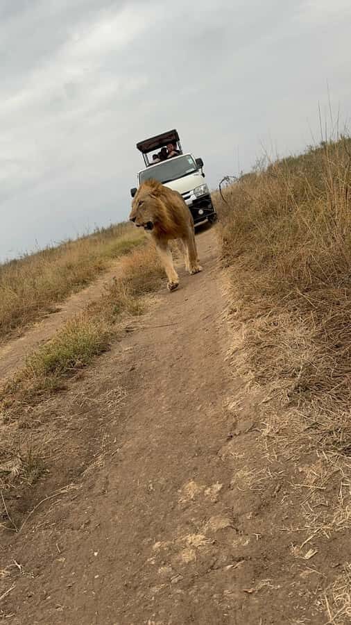 Half day Nairobi National Park with free pick up - Price and value: is $55 a fair deal?