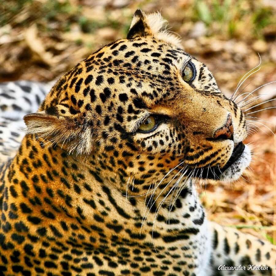 Half day Nairobi National Park with free pick up - Small rules that affect your experience