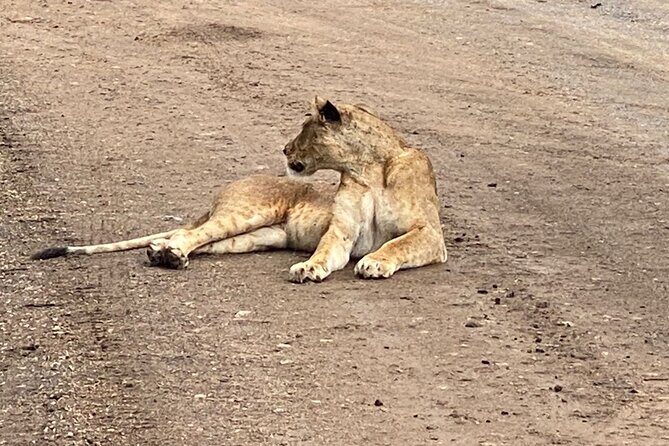 Half Day Private Tour in Nairobi National Park with Admission - The 6 am pickup and park entry without the hassle