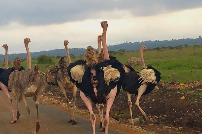 Half Day Private Tour in Nairobi National Park with Admission - Waterhole time: hippos, crocodiles, and aquatic bird spotting