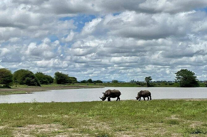 Half Day Private Tour in Nairobi National Park with Admission - Price and value: what $95 buys you in practice