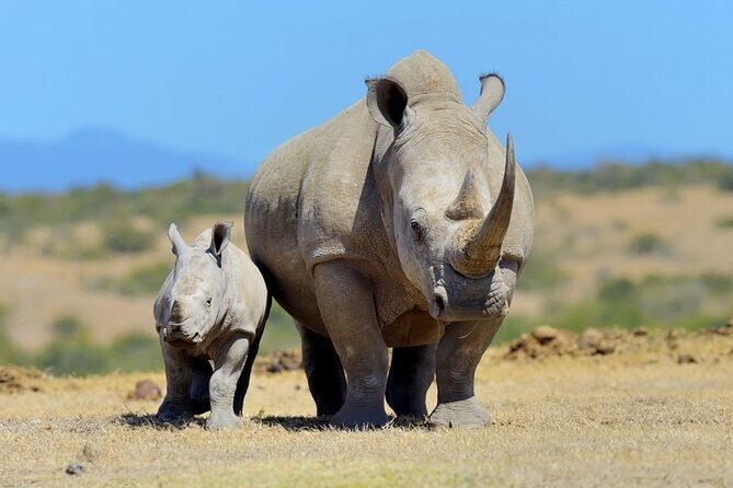 Half Day Private Tour in Nairobi National Park with Admission - Game drive focus: lions, buffalo, rhinos, leopards, and more