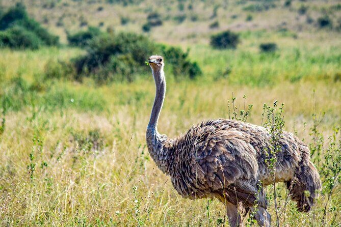 Half Day Safari at Nairobi National Park - What the 4 hours feel like in practice