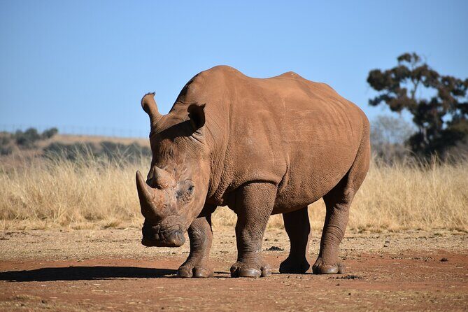 Half Day Safari at Nairobi National Park - Who should book this Nairobi National Park safari