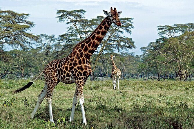 Half Day Sunrise Game - Drive of National Park Tour From Nairobi - Inside the Park: What You Can Spot in a Short Morning
