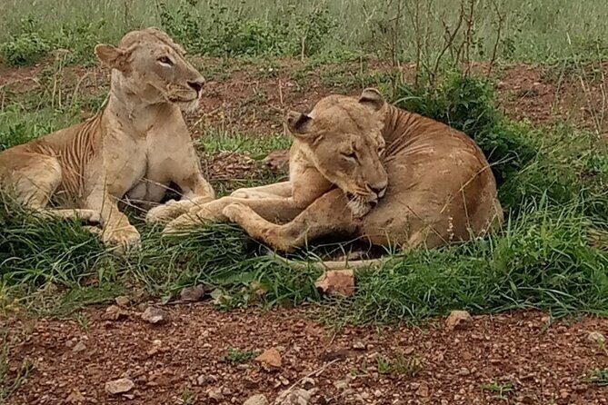 Half Day Tour To Nairobi National Park and Giraffe Center - 6:00am Pickup and the Pop-Roof Safari Van