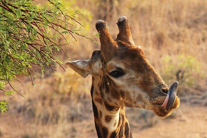 Half day wildlife tour to Nairobi National Park Game Drive with Pickup/Drop off - Comfort and timing tips that can save your trip