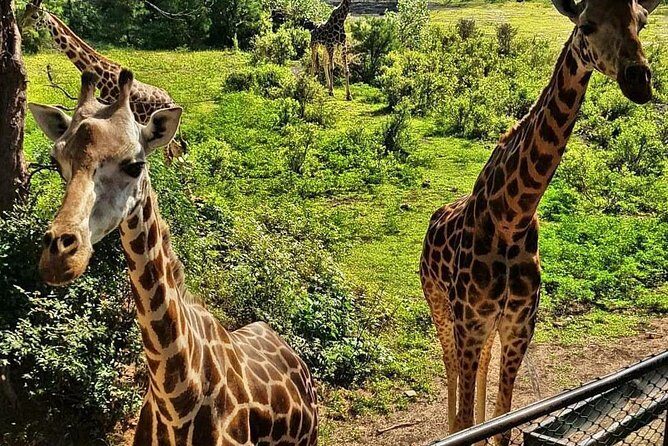 Haller Park Half-Day Tour from Mombasa - Key highlights to know before you go