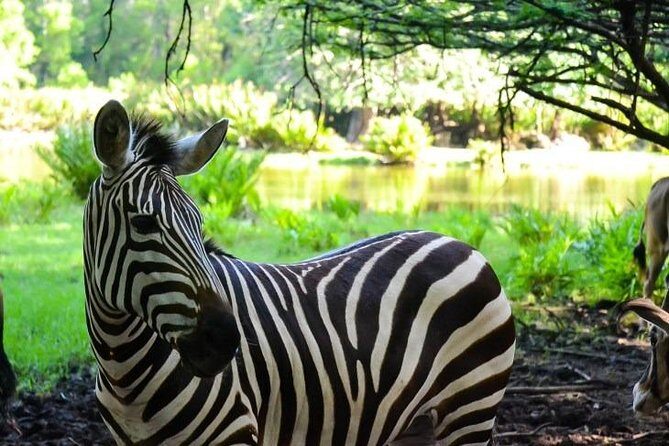 Haller Park Half-Day Tour from Mombasa - Getting there: hotel pickup, timing, and how the day flows