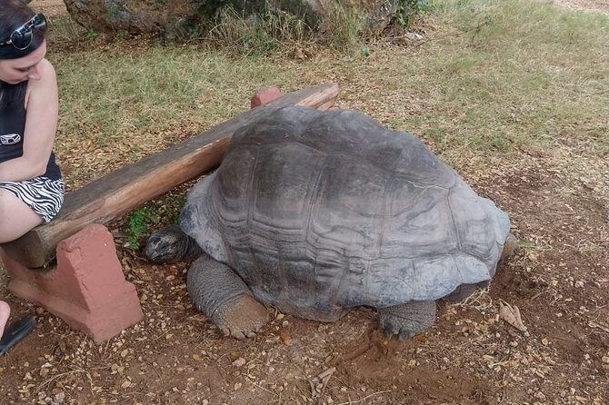 Haller Park Tour observing hippos, giraffes, birds, monkeys, crocs & others - Quick Hits Before You Go