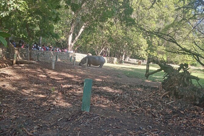 Haller Park Tour observing hippos, giraffes, birds, monkeys, crocs & others - Crocodiles Feeding: Short Attention Span, Big Payoff