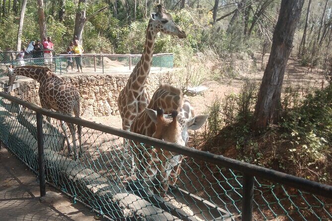 Haller Park Tour observing hippos, giraffes, birds, monkeys, crocs & others - The Rest of the Park: Open Viewing of Many Species