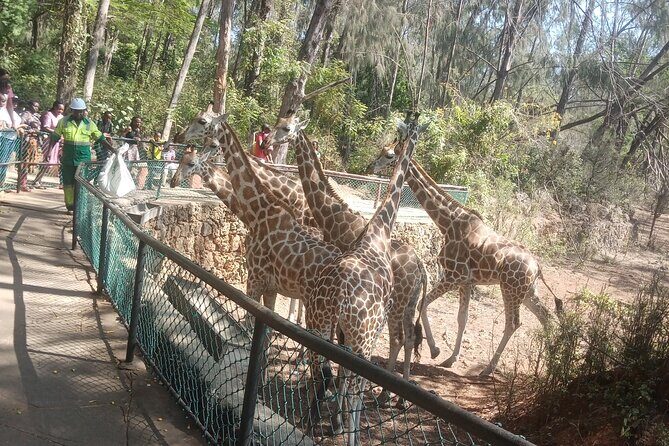Haller Park Tour observing hippos, giraffes, birds, monkeys, crocs & others - The Teddy Factor: Timing, Transport, and Real Support