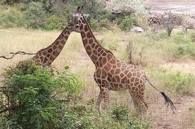 Haller Park Tour observing hippos, giraffes, birds, monkeys, crocs & others - Pickup and Arrival: The Part You Shouldn’t Stress About