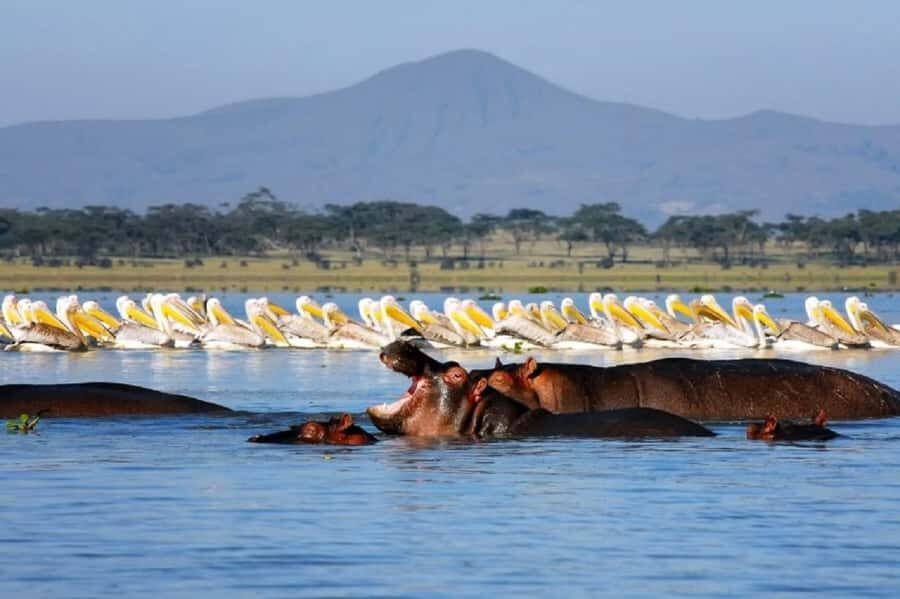HELL'S GATE AND LAKE NAIVASHA BOAT RIDE FROM NAIROBI. - Lake Naivasha Boat Ride: Hippos, Reeds, and Big Birds Overhead