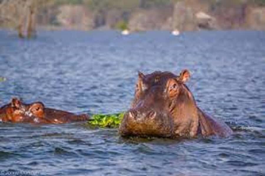 HELL'S GATE AND LAKE NAIVASHA BOAT RIDE FROM NAIROBI. - Who This Tour Suits Best (and Who Should Skip It)