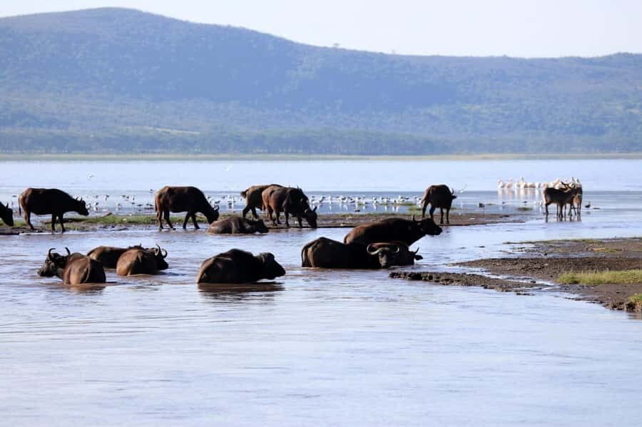 Hell's Gate and Lake Naivasha Guided Day Trip - Key Things That Make This Day Trip Worth It