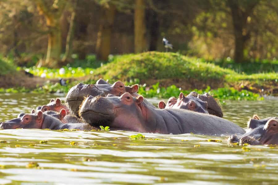Hell's Gate and Lake Naivasha Guided Day Trip - Rift Valley Day Trip From Nairobi: How the 10 Hours Works
