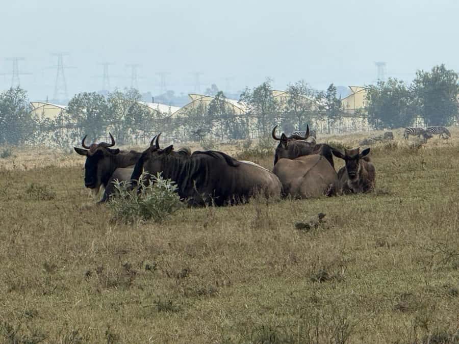 Hell's Gate Bike Ride & Crescent Island Boat Ride Experience - Should You Book This Hell’s Gate + Lake Naivasha Day Trip?