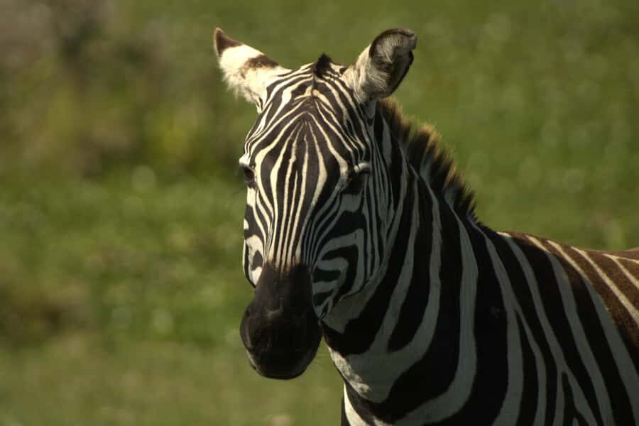 Hell's Gate & Lake Naivasha: Bike Tour, Hike & Boat Ride - Optional Fisherman’s Campsite Night: Bonfire Vibes and Hippos Nearby