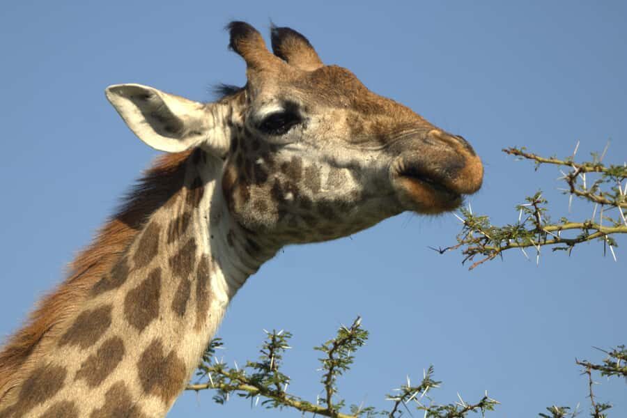 Hell's Gate & Lake Naivasha: Bike Tour, Hike & Boat Ride - Included Perks That Make the Day Easier