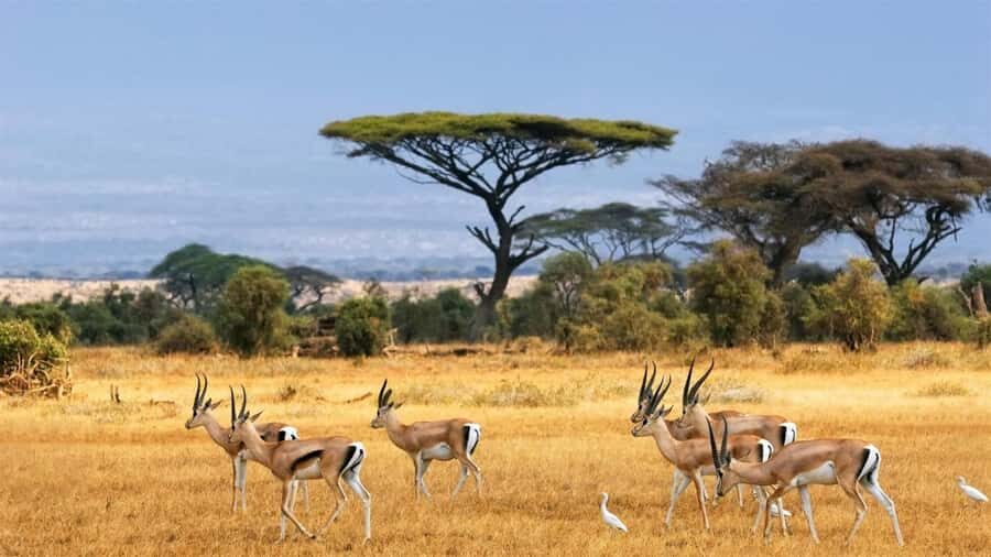 Hells Gate National Park and Lake Naivasha Day Tour - Nairobi to the Great Rift Valley stop: why that quick detour matters
