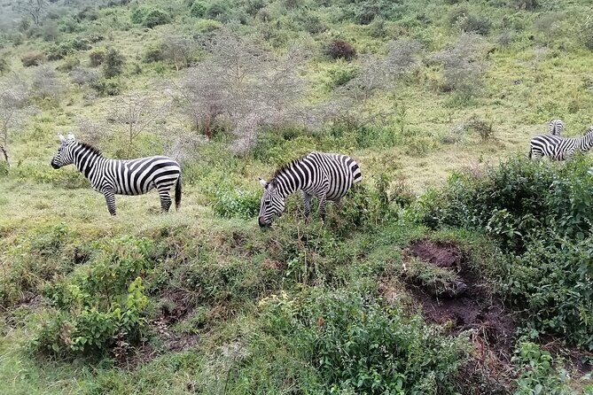 Hell's Gate National Park Private Bike Tour from Nairobi - Lake Naivasha boat ride: hippos on shore and fish eagle focus