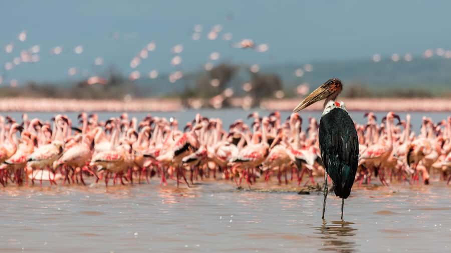 Hellsgate and Lake Naivasha Day Trip from Nairobi - Cycling or hiking in Hell’s Gate: choosing the right pace