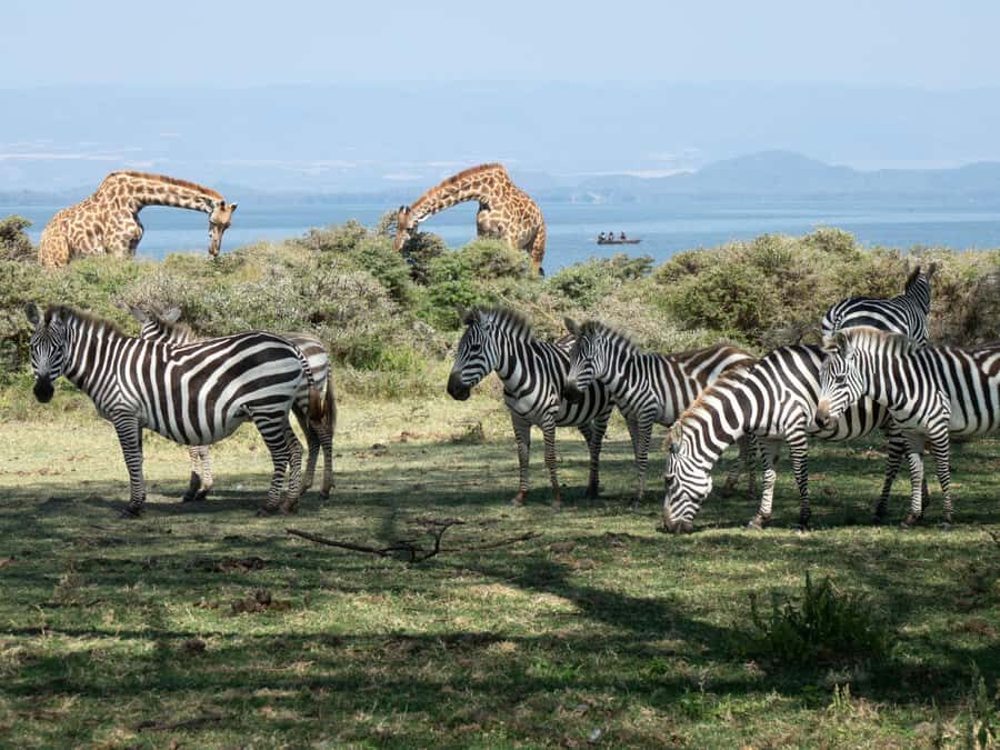 Hellsgate and Lake Naivasha Day Trip from Nairobi - Lake Naivasha and Crescent Island: boat ride, giraffes, and zebra strolls