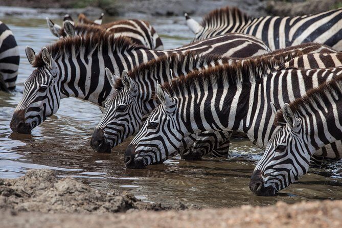 Introducing Kenya Safari Package - Key highlights worth caring about