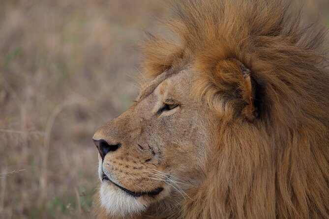 Introducing Kenya Safari Package - Who this safari suits best