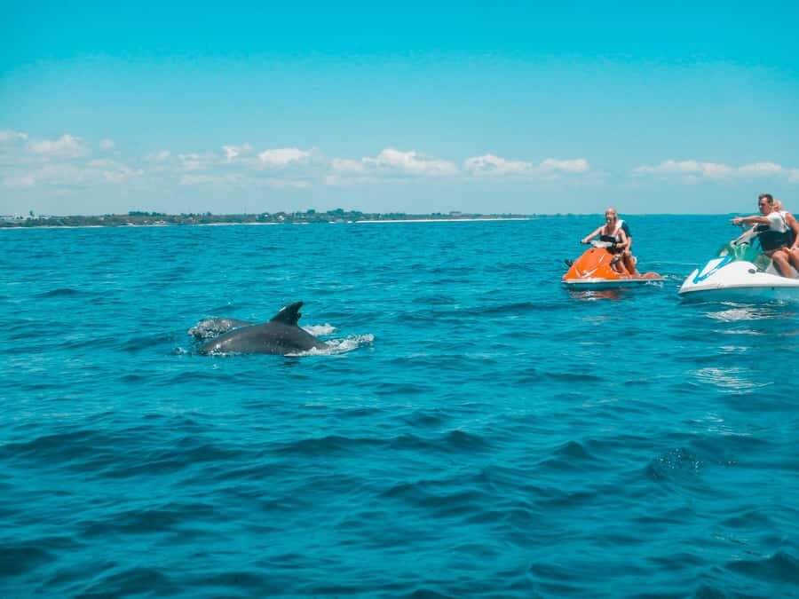 Jet Ski Dolphin Safari - Key Points You’ll Actually Care About