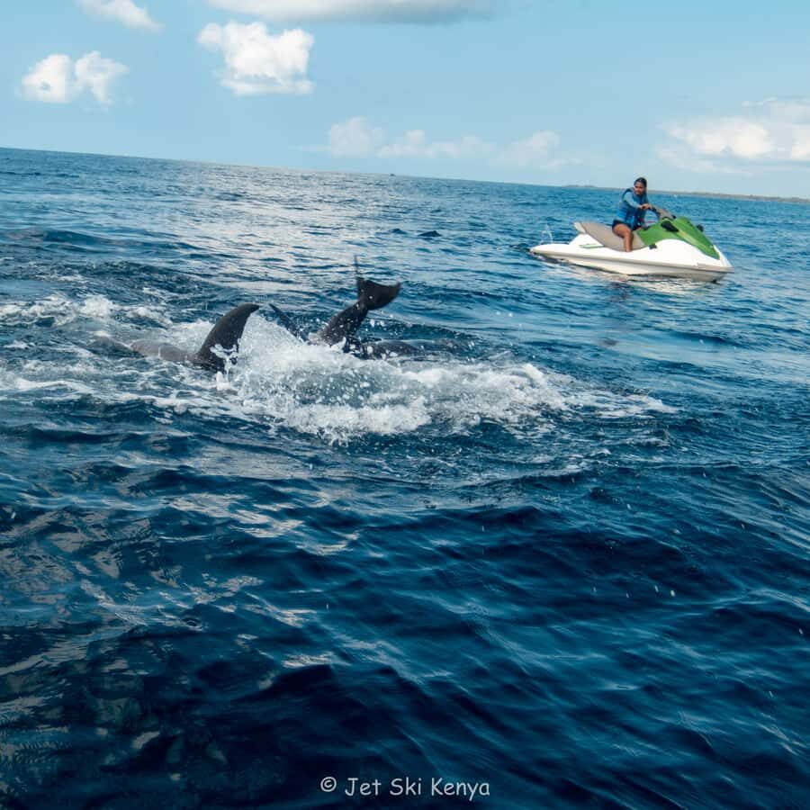 Jet Ski Dolphin Safari - Where Dolphins Fit In: Why the Marine Park Direction Helps