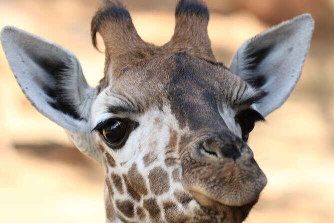 Karen Blixen Museum, Beads craft and Giraffe Day tour - Price and what you truly get for $90