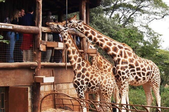 Karen Blixen Museum & Giraffe Centre Half day tour - Key points before you go