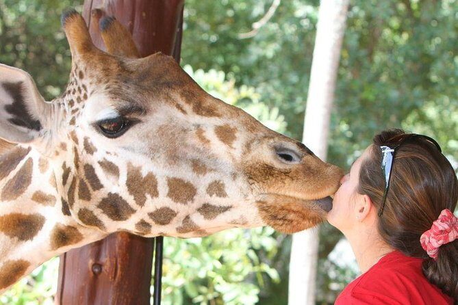 Karen Blixen Museum & Giraffe Centre Half day tour - Should you book this Karen Blixen Museum and Giraffe Centre half-day?