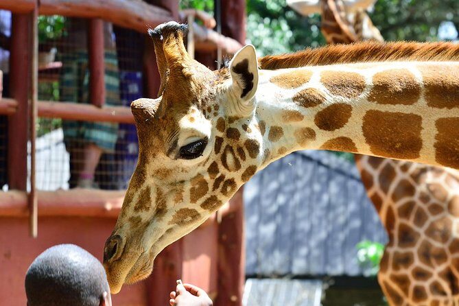 Karen Blixen Museum & Giraffe Centre Half day tour - How the 4-hour schedule works from Nairobi