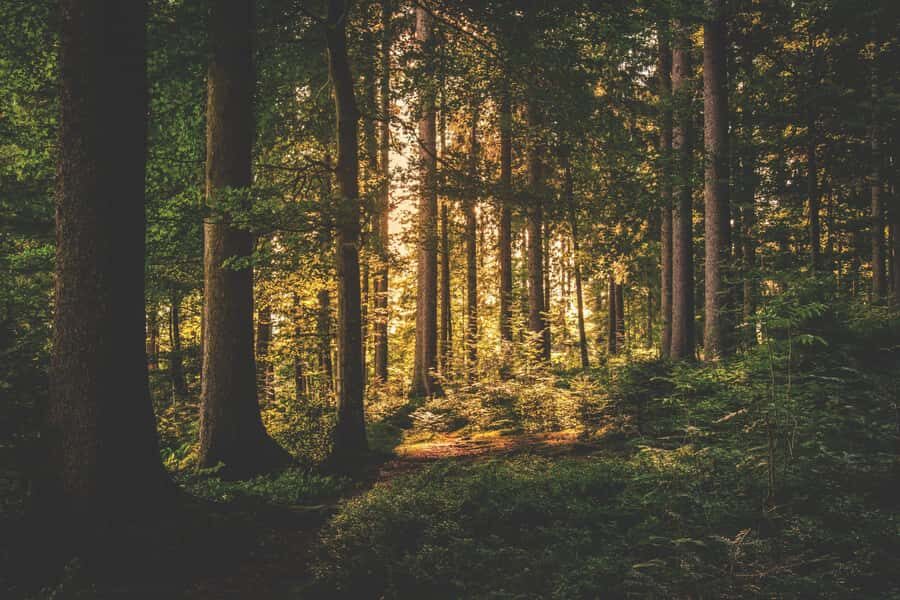 Karura forest A walking tour from Nairobi - Key Things You’ll Notice On This Karura Forest Walk