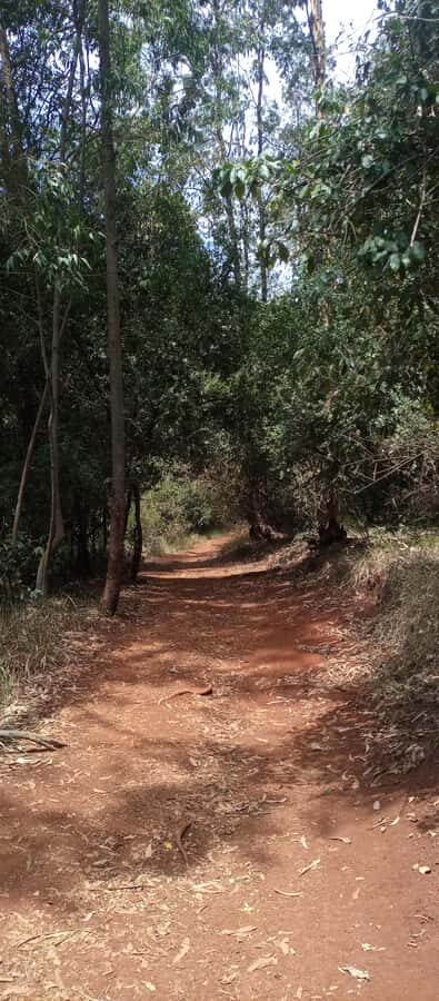 Karura forest: A walking tour into Nairobi's Nature Oasis - Picnic break and staying comfortable
