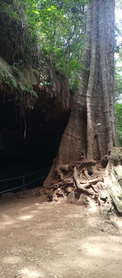 Karura forest: A walking tour into Nairobi's Nature Oasis - The value of $50 and what else to budget