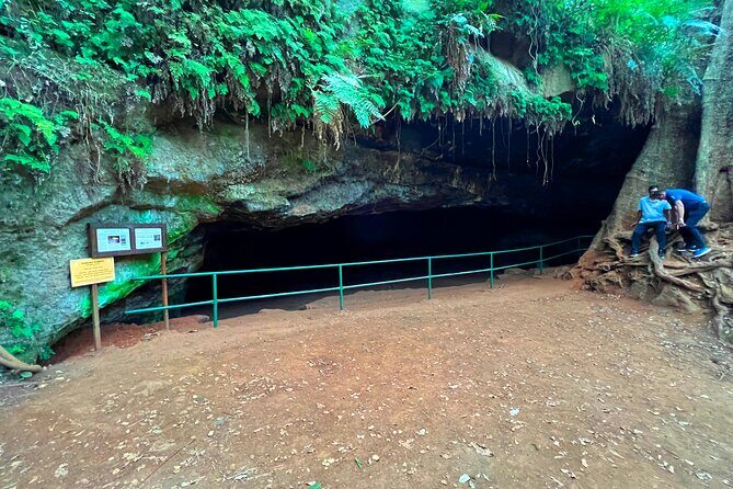 Karura Forest Nature Trail - Birdwatching in a 200-species forest: what to look for