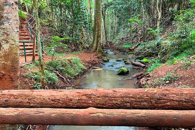 Karura Forest Nature Trail - Walking, jogging, and cycling: which option is best for you?