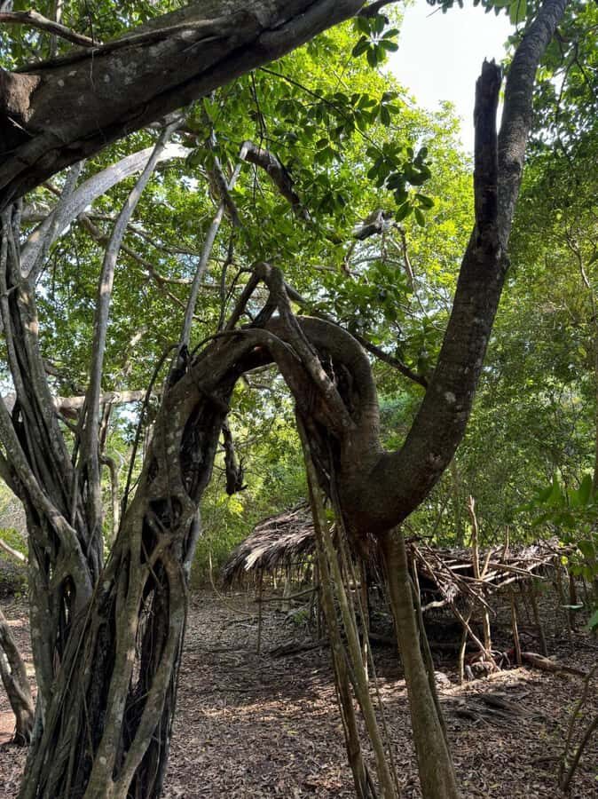 Kaya Kinondo Sacred Forest Guided Tour - Briefing hall and traditional attire: setting the tone before you walk