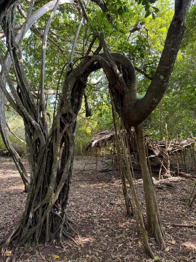 Kaya Kinondo Sacred Forest Guided Tour - From Diani hotels to the sanctuary: the 09:30 pickup rhythm