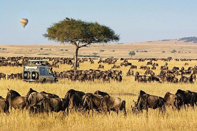 Keekorok Lodge 3 Days, 2 Nights Maasai Mara Offer - Day 2: a full Big Five search, picnic lunch by the Mara River, and optional extras